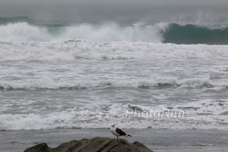 SeaGullSurf-FootLocker14