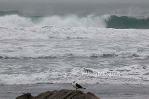 SeaGullSurf-FootLocker14